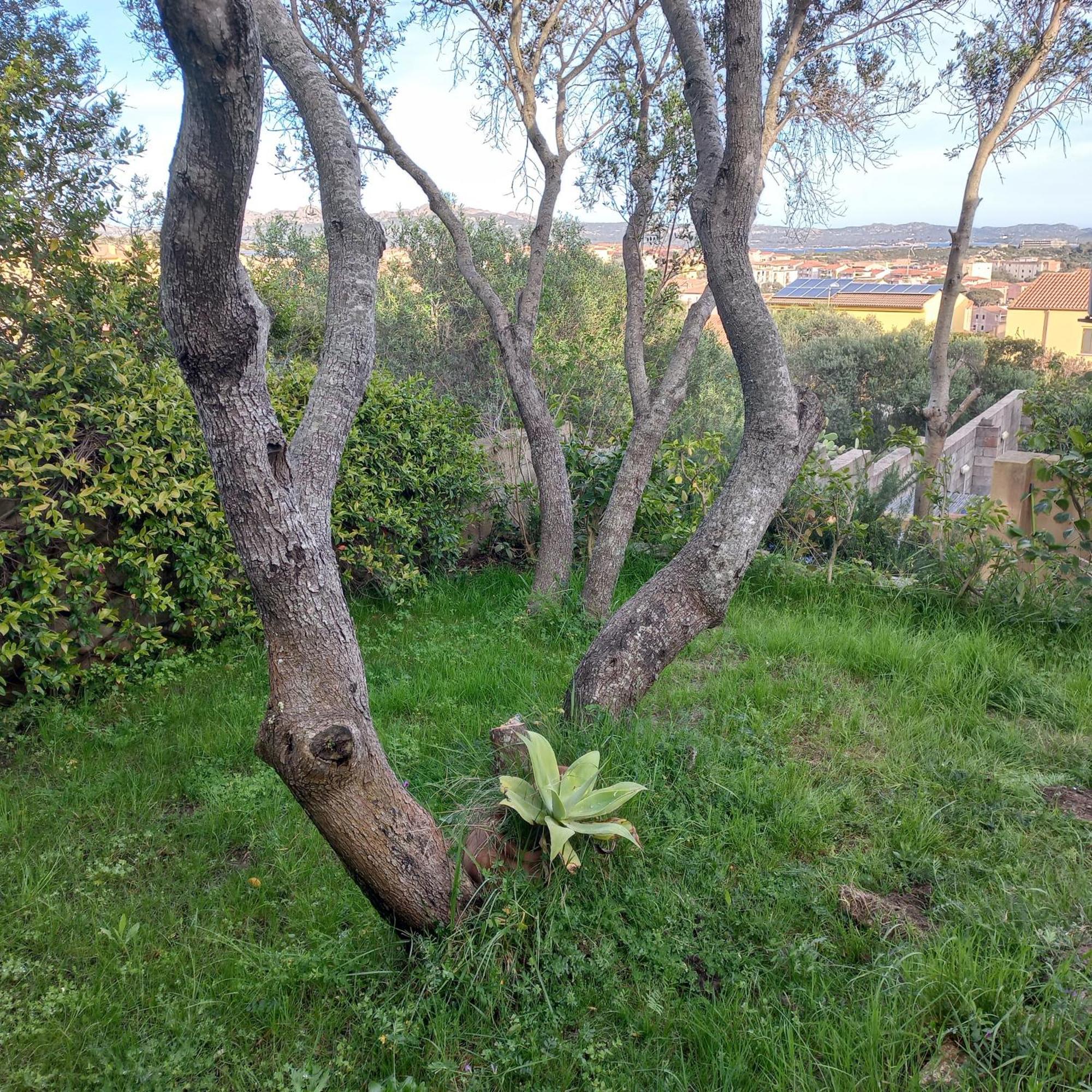 Villa Graziella La Maddalena  Eksteriør bilde